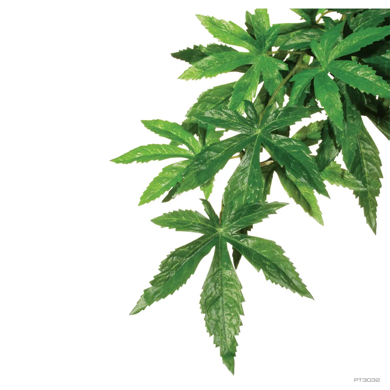 Abutilon Plante - Small