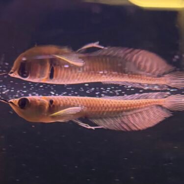Silver Arowana 10-12cm.