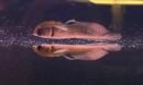Silver Arowana 10-12cm.