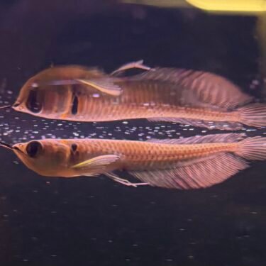 Silver Arowana 10-12cm.