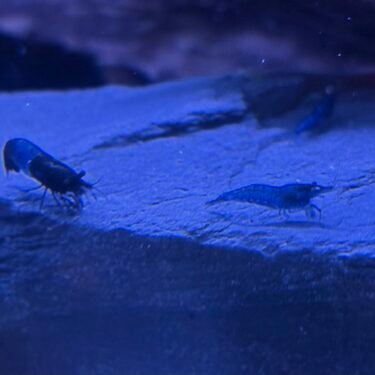Blue Diamond Reje