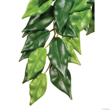 Ficus Plante - Medium
