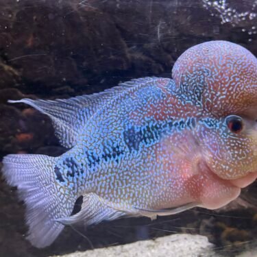 Flowerhorn 20-25cm.