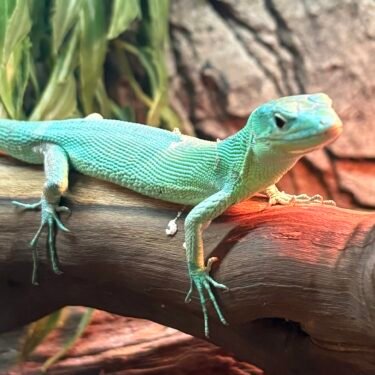 Gastropholis Prasina Par