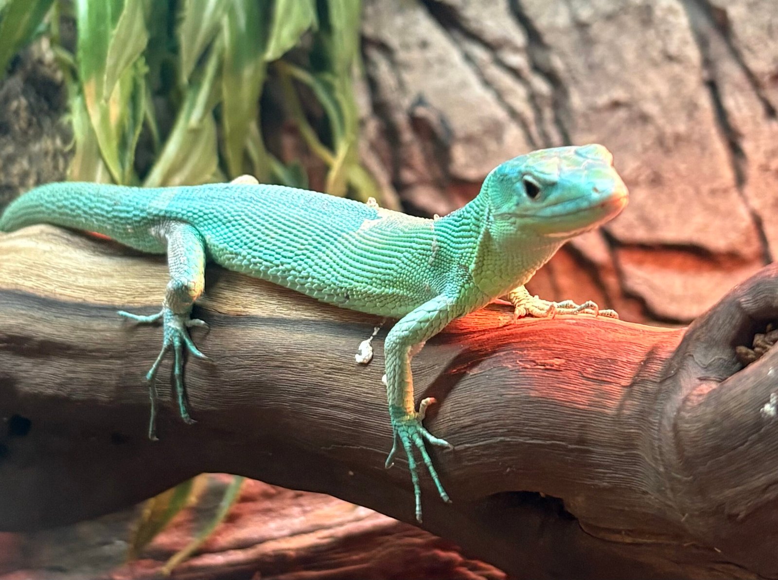 Gastropholis Prasina Par