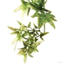 Croton Plante - Large