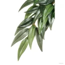 Ruscus Plante - Small