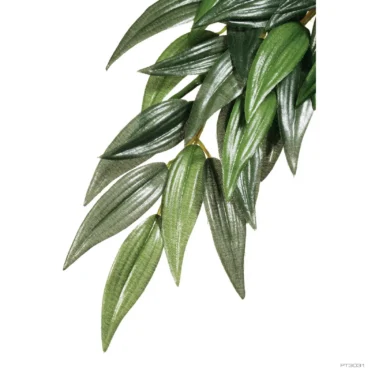 Ruscus Plante - Large