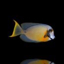 Chocolate Surgeonfish - Acanthurus Pyroferus