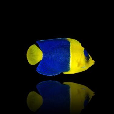 Bicolor Angelfish - Centropyge Bicoler