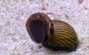 Zebrasnegl 1-2 cm
