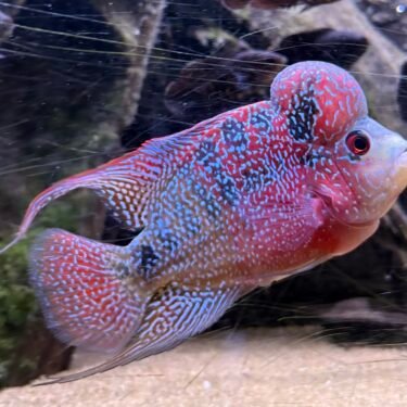 Flowerhorn Red