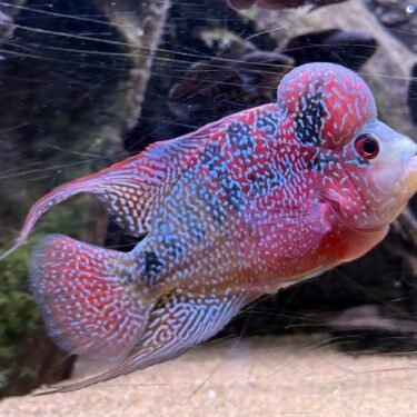 Flowerhorn Red Magma 10-12cm