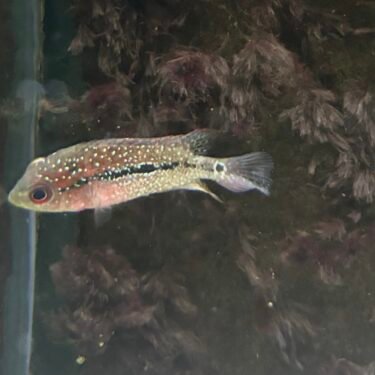Flowerhorn Blue Diamond