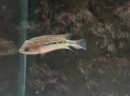 Flowerhorn Blue Diamond 5-6cm.