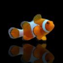 Klovnfisk - Amphiprion Ocellaris