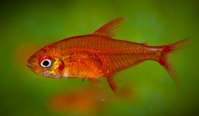 Kulglødstetra - Hyphessobrycon Amandae