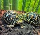 Indisk stjerneskildpadde
