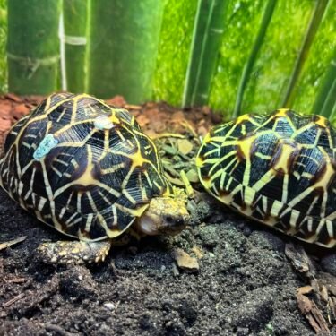 Indisk stjerneskildpadde