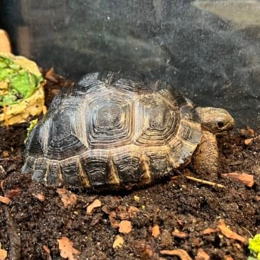 Aldabraskildpadde