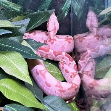 Kongeboa 1.0 Sunglow