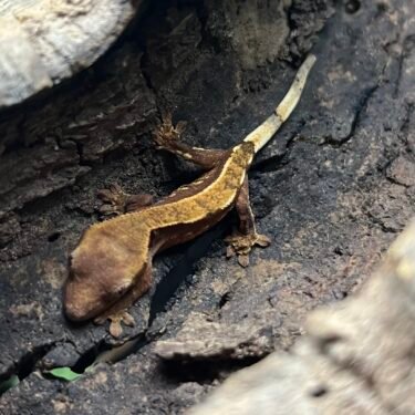 Kronegekko - unge